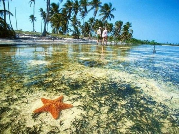 Морские звезды в фотографиях