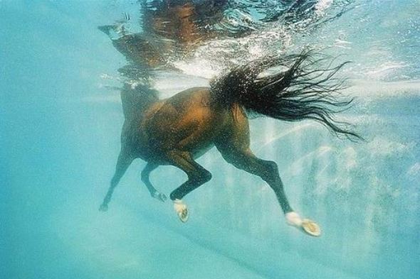 Животные в воде