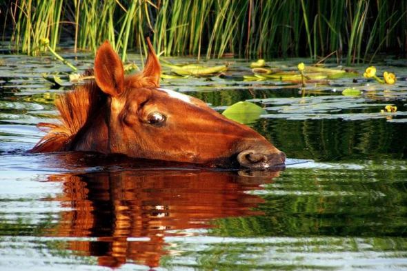 Животные в воде
