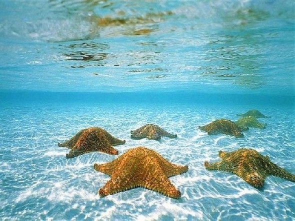 Морские звезды в фотографиях