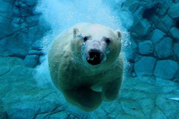 Животные в воде