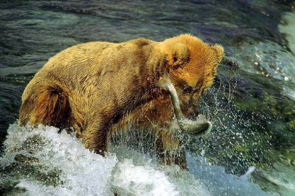 Животные в воде