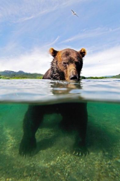 Животные в воде