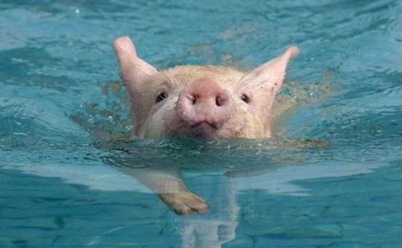 Животные в воде