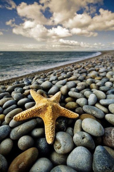 Морские звезды в фотографиях