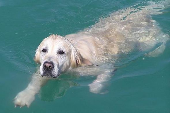 Животные в воде