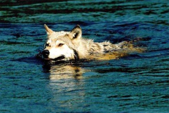 Животные в воде