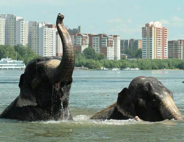 Животные в воде
