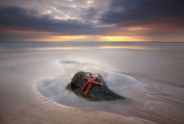 Морские звезды в фотографиях